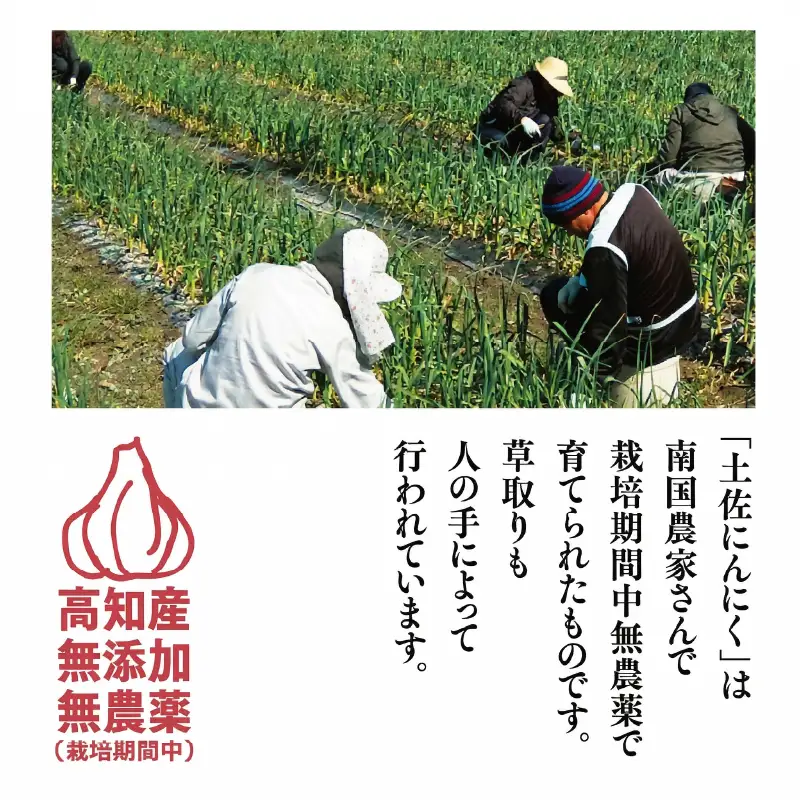 土佐にんにくそろえ にんにく塩 にんにくつぶ セット | ニンニク 簡単 万能 調味料 スパイス パウダー ガーリック 国産 天日 塩 ギフト 贈答用 長期保存  南国市