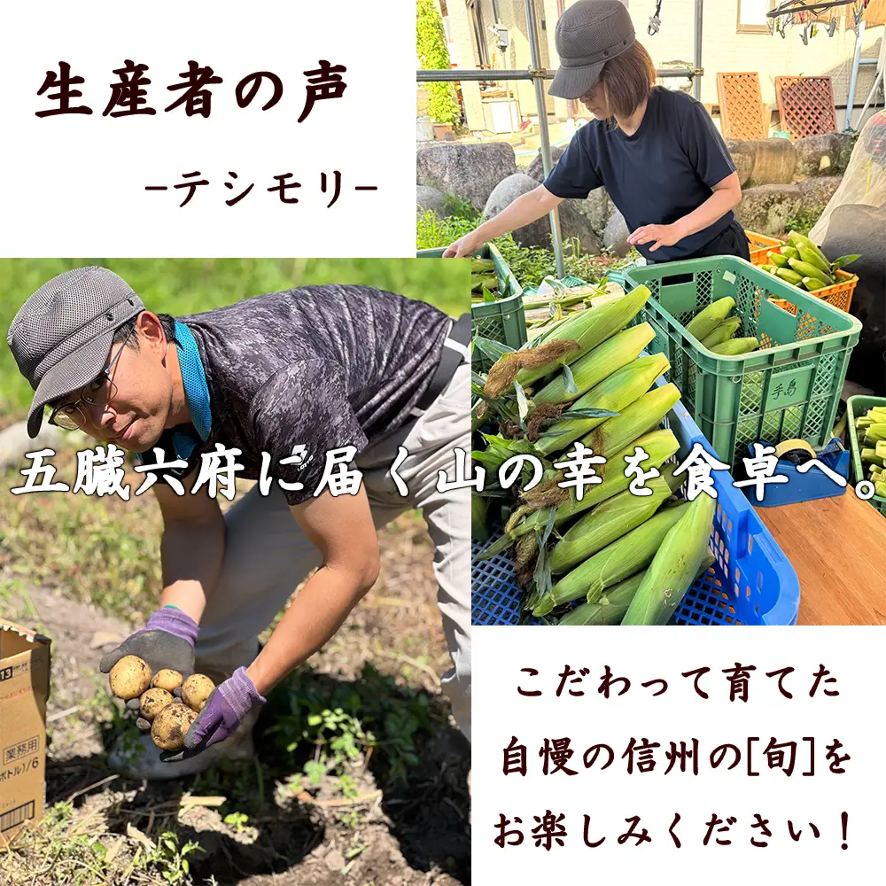 【先行予約】【期間限定】長野県長和町産 黒耀水育ちのあまいとうもろこし 人気品種「ピュアホワイト」10本入り とうもろこし セット 冷蔵便 新鮮スイートコーン4kg 朝採れトウモロコシ