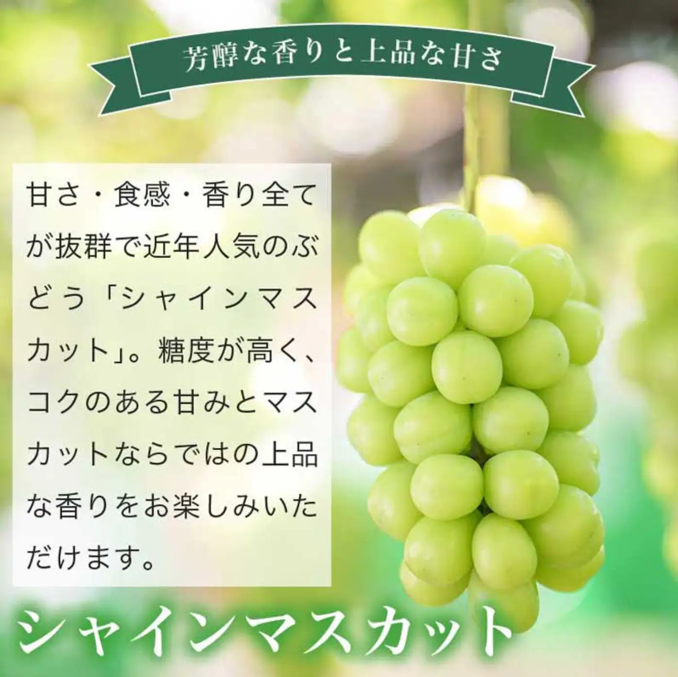 冬に食べるクイーンルージュ®＆シャインマスカット詰合せ 各1房 約1kg ［おぶせファーマーズ］ ぶどう セット 食べ比べ ２種 各 1房 葡萄 ブドウ 果物 フルーツ令和8年産 【2026年11月中旬～12月中旬発送】 [F-554]
