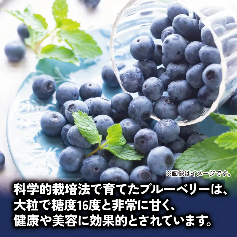 ブルーベリー 350g 大粒 【 ブルーベリー 】