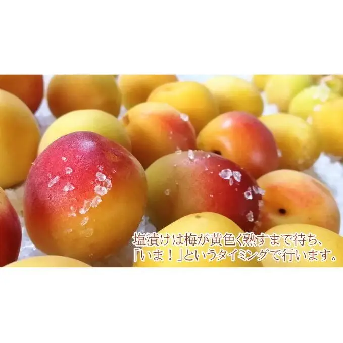 訳あり 梅干し（傷もの）1.2kg　ご飯のお供 肉厚 種が小さい 紅映 天然塩 鮮やか 芳醇な香り コク 紫蘇漬け 二度漬け すっぱい