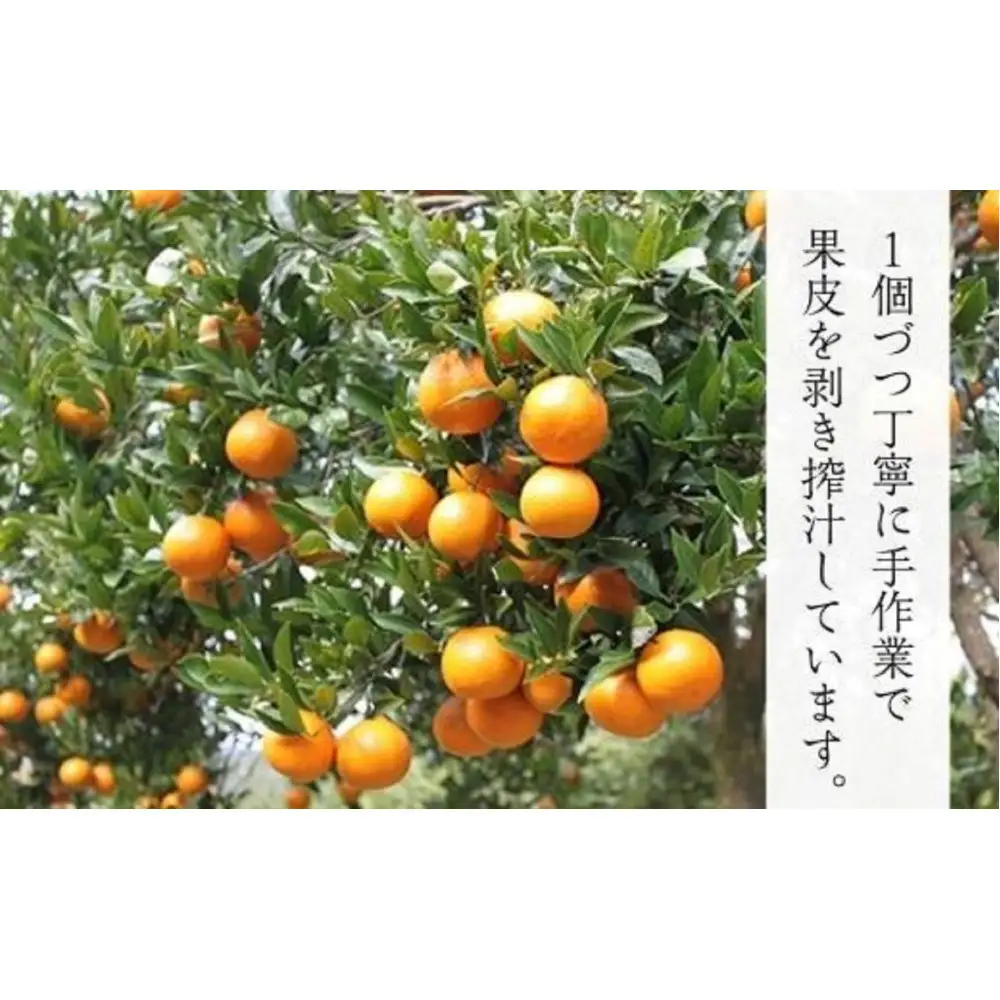 屋久島たんかんジュース 190ml×20本＜屋久島の恵み／果汁100% ストレートジュース＞