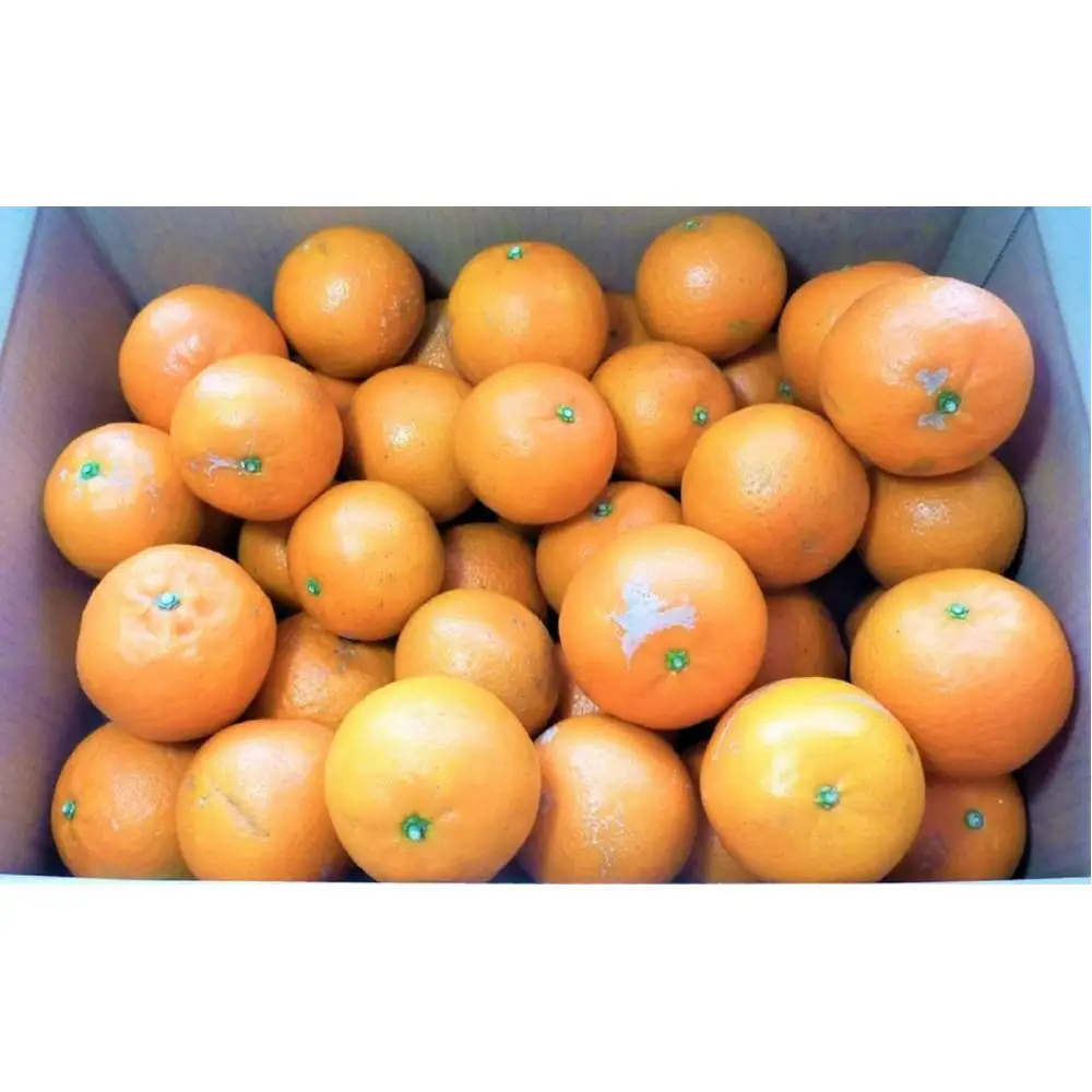 ＜先行予約／数量限定＞屋久島産たんかん 自家用(訳あり品) 約3kg(S～2Lサイズ・少々キズあり)【2027年2月中旬以降お届け】