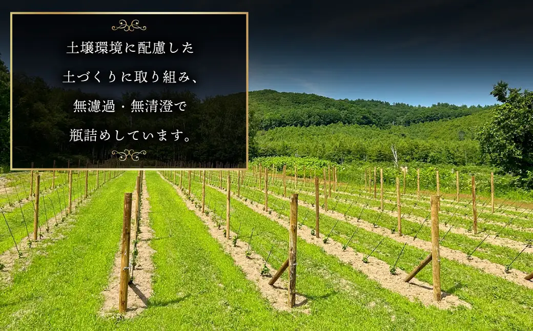 オレンジワイン 山麓のアンバー Pinot Gris 2024 750ml 1本 ワイン お酒 酒 アルコール 洋酒 ぶどう 葡萄 ブドウ 