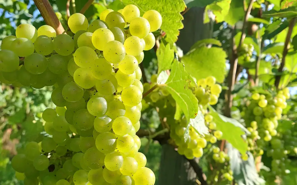 白ワイン Kamisato blanc 2024 ／ オレンジワイン 山麓のアンバー Pinot Gris 2024 750ml 各1本 計2本 ワイン お酒 酒 アルコール 洋酒 ぶどう 葡萄 ブドウ 飲み比べ セット