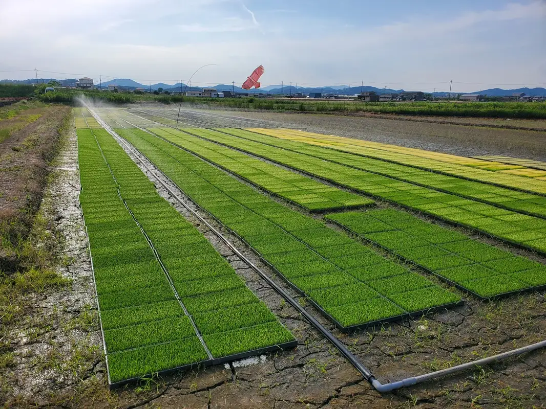 【令和8年産 先行予約】 食味ランキング特A10年連続受賞の美味しいお米 岡山県産きぬむすめ 玄米 10kg / お米 特A きぬむすめ 岡山県産 【mabo002-01】