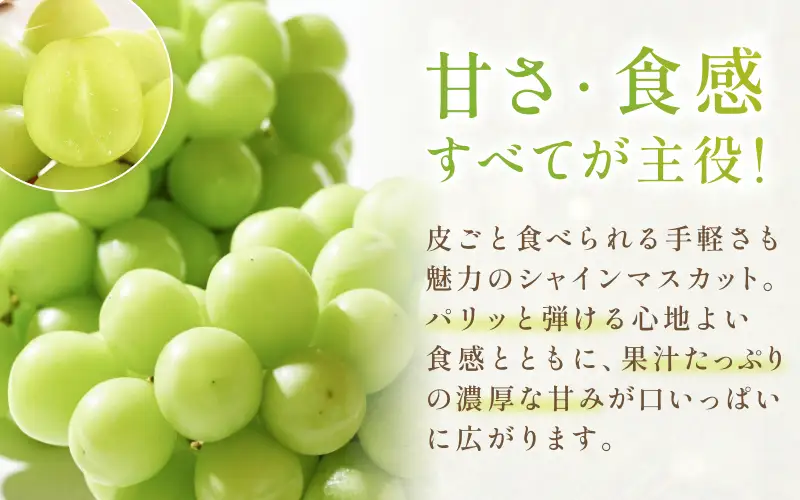 【2026年先行予約】シャインマスカット＆白桃 詰め合わせ 約3kg 岡山県産 フルーツセット ぶどう 桃 8月中旬～9月中旬順次発送【hnds012】