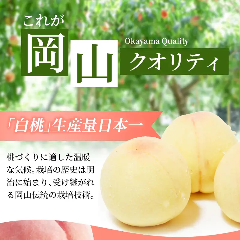 【2026年先行予約】 岡山白桃 2kg 訳アリ 白桃 花田青果【6月下旬～7月下旬まで順次発送予定】/ 桃 もも モモ 果物フルーツ 訳あり品 岡山県【hnds003】