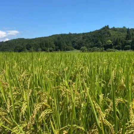 【令和8年産先行予約】山形県川西町産 有機栽培つや姫 精米 計10kg(5kg×2袋)【1731768】