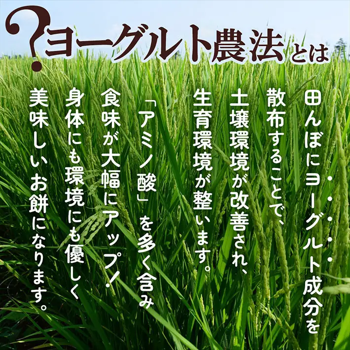 【R9.1月発送】庄内町産 紅白もち 270g×1袋『特別栽培米 でわのもち』使用 先行受付 柔らかく よく伸びる 梅木もち屋 個包装 小さめ ヨーグルト農法 杵つき 丸もち 丸餅 餅 もち 紅白 お祝い【入金期限：2026年12月20日】