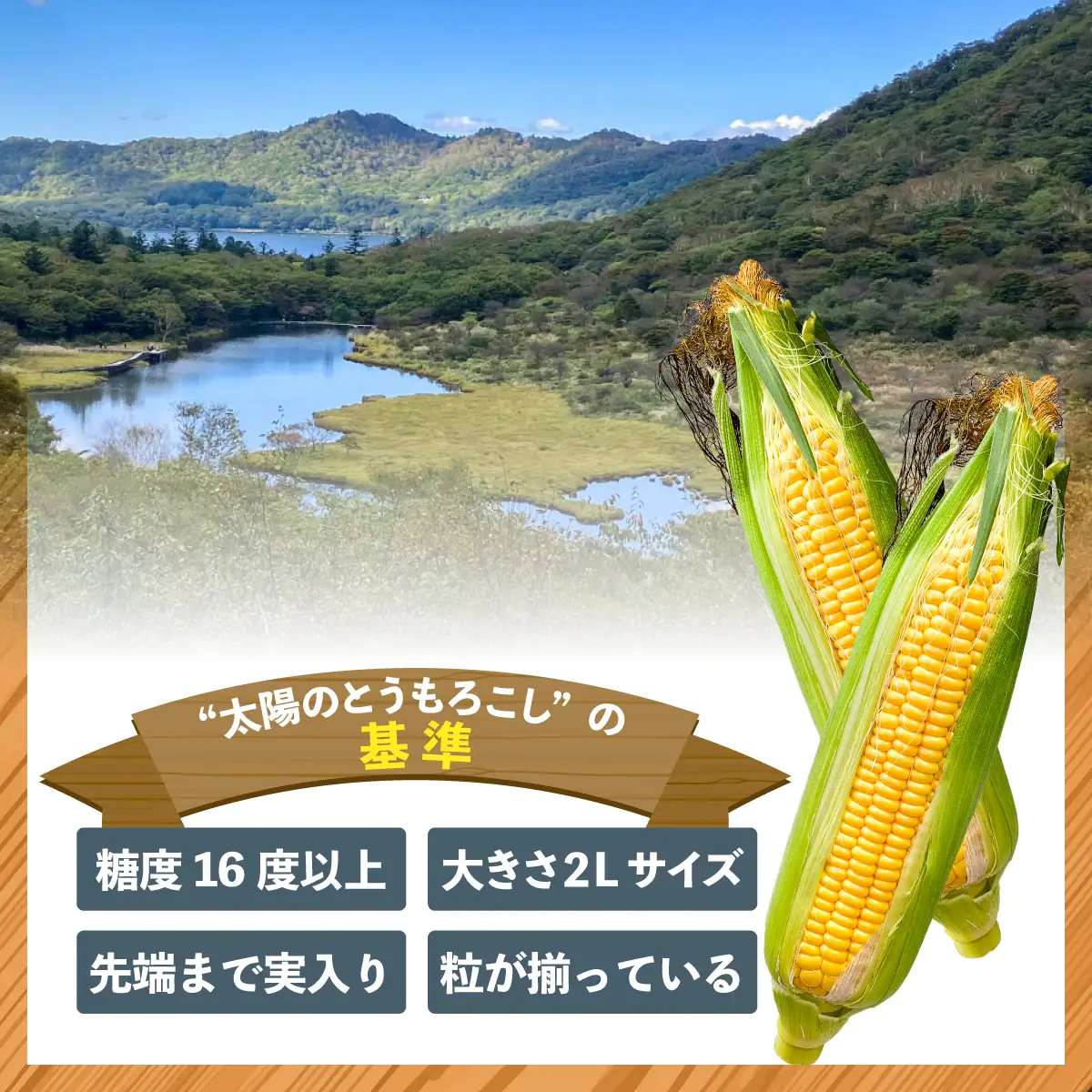 太陽のとうもろこし 【ゴールドラッシュ】 6本セット | とうもろこし