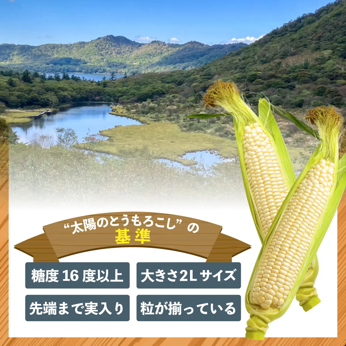 太陽のとうもろこし 【雪の妖精】 10本セット | とうもろこし