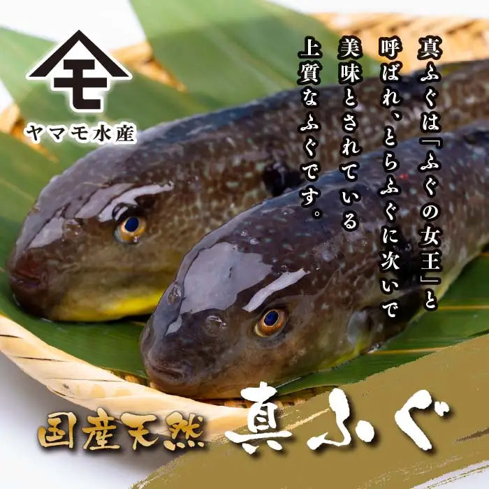 天然 真ふぐ刺身 満足セット 4～5人前 120g 冷凍 ふぐ FR