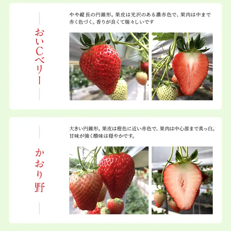 富津アクアファーム　冷凍完熟いちご 500g　いちご フルーツ 果物 完熟 ストロベリー ベリー 冷凍 アクアファーム おすすめ 数量限定 章姫 紅ほっぺ 真紅の美鈴 おいCベリー かおり野 ヨーグルト スムージー ジャム お菓子 おやつ 氷いちご 房総 千葉県 富津市