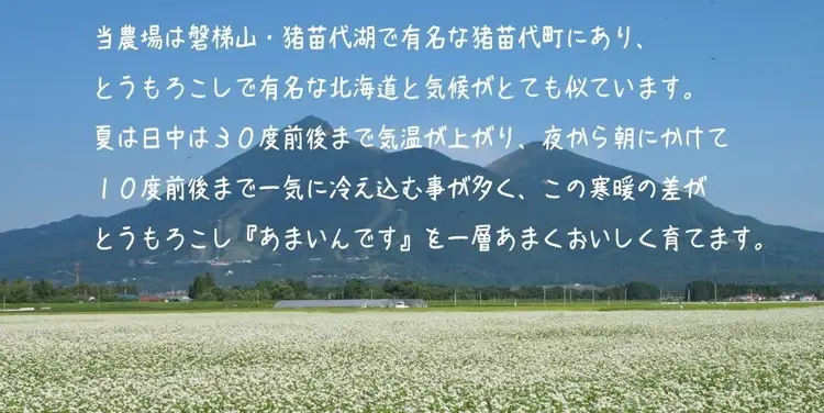 【先行予約】夏季限定 朝採り プレミアムスイートコーン 「あまいんです」 20本 約8kg | 激甘 フルーツとうもろこし 産地直送 ※2026年8月～発送
