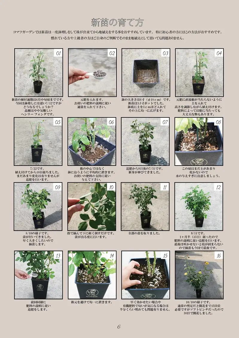 【2027年2月以降発送】バラ苗鉢植え「ニルヴァーナ」 [h190]