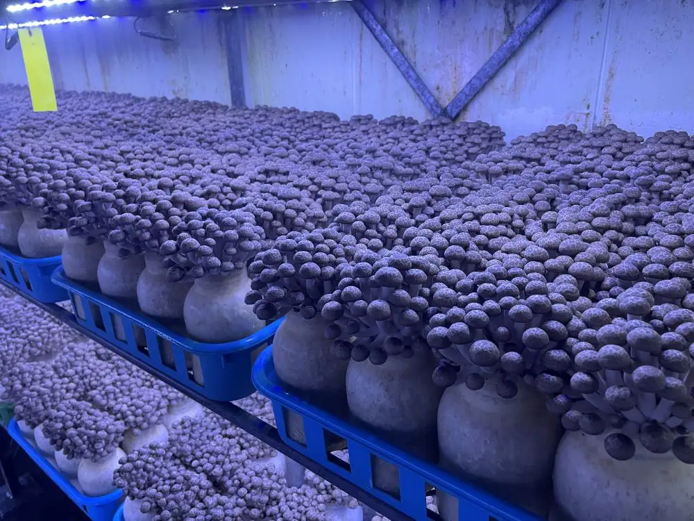 清らかな水と澄んだ空気が育てた、天龍村の ぶなしめじ 【1袋300g】