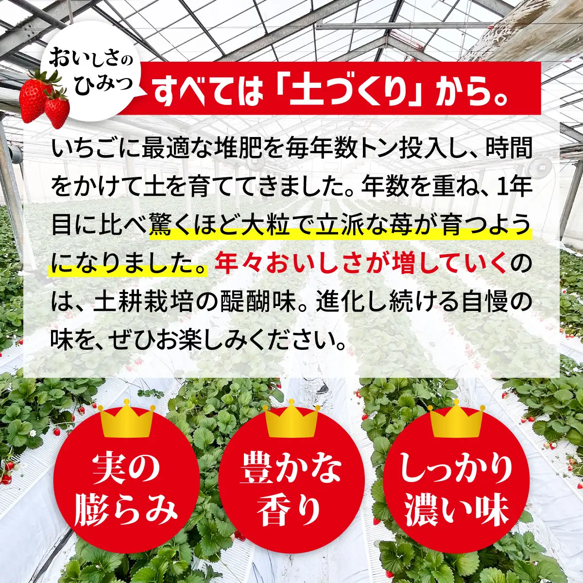 【大粒サイズ】いちご やよいひめ 約800g  | いちご