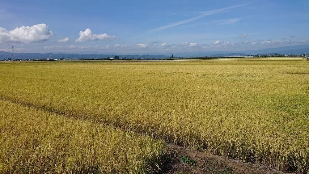 【7月上旬発送】令和7年産 【やわらかく炊ける玄米】つや姫 10kg 米 山形 08-01-215-07A