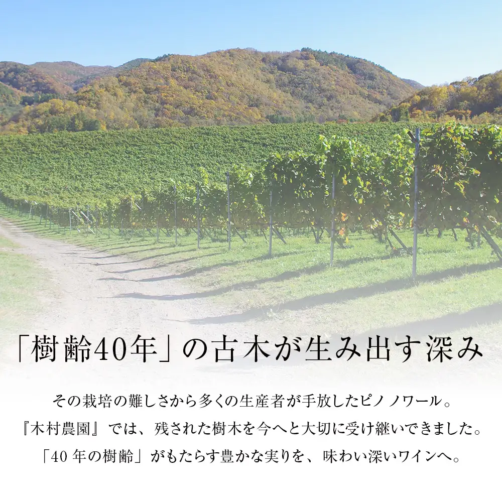 【数量限定】キムラヴィンヤード古木2024 1本