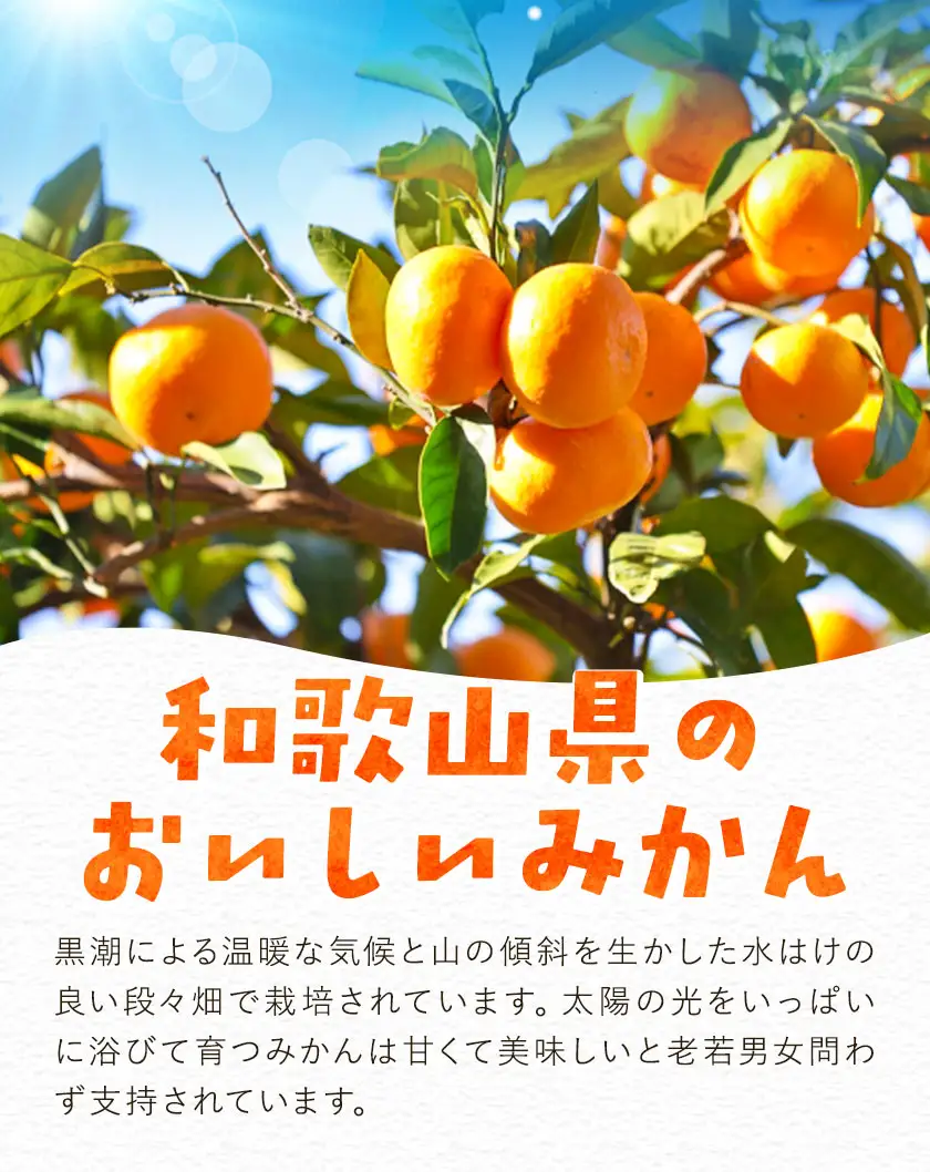 訳あり みかん 温州 みかん ご家庭用 約5kg エイワ商店