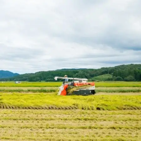 [先行予約] R8年産 岩船産こしひかり 精米5kg ふっくら美味しい [横山農産]【1737353】