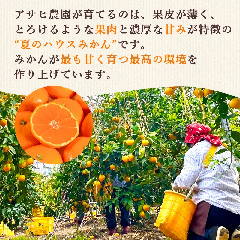 温室みかん 約12～15個入 みかん 柑橘 フルーツ アサヒ農園