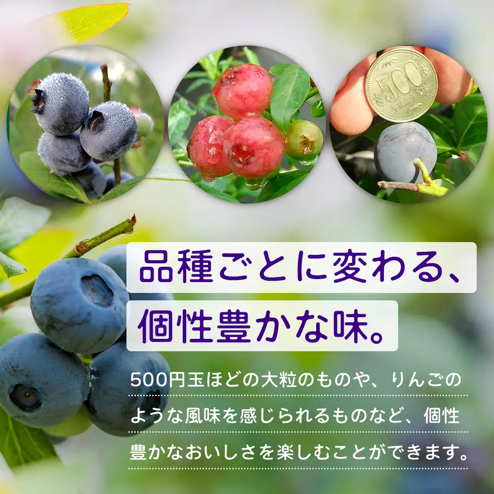 【期間限定】南大隅産 (生)ブルーベリー 品種ミックス詰め合わせ ≪100g×5P≫ BO-1 ｜ 鹿児島県 南大隅町 旬 産地直送 果物 ブルーベリー フルーツ くだもの 新鮮 農園 冷蔵 本土最南端