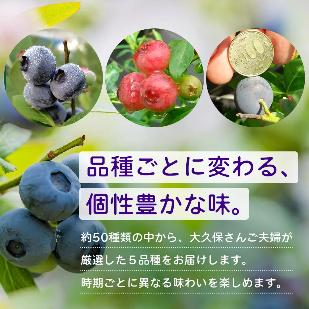 【期間限定】南大隅産 (生) ブルーベリー 食べ比べセット (5品種を1パックずつ) 100g×5P BO-2｜鹿児島県 南大隅町 旬 産地直送 果物 フルーツ くだもの 新鮮 農園 冷蔵 本土最南端