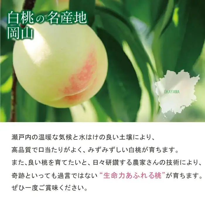 岡山白桃 清水白桃 特秀品 1.5kg前後 4-6玉 糖度センサー 糖度12度 momo46 【配送不可地域：北海道／沖縄県／離島】 【jujy073-01】