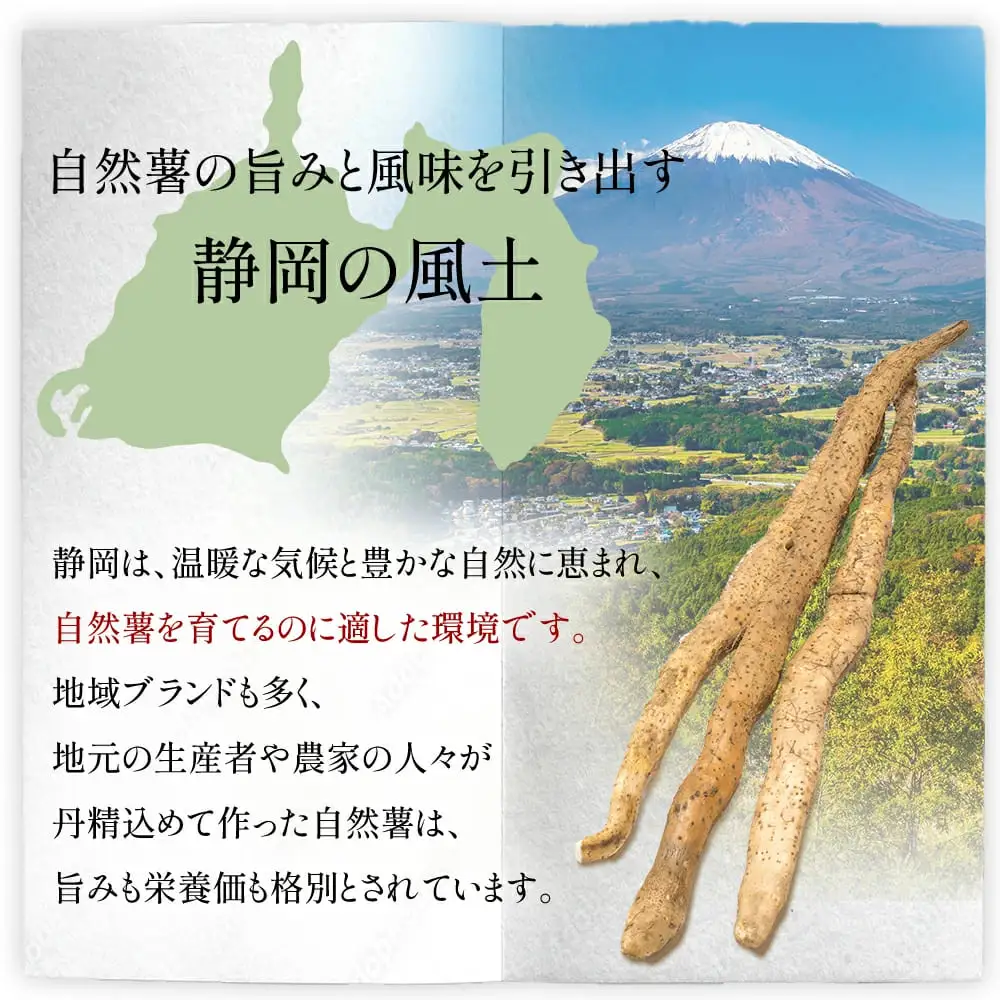 【7日以内発送】 自然薯 600g とろろ じねんじょ 【自然薯】 尾白弁当