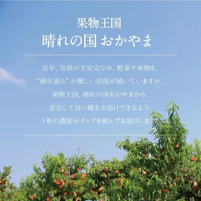 岡山白桃 （晩生／黄金桃） 秀品 大玉3玉 momo69 【配送不可地域：北海道／沖縄県／離島】 【jujy085-01】