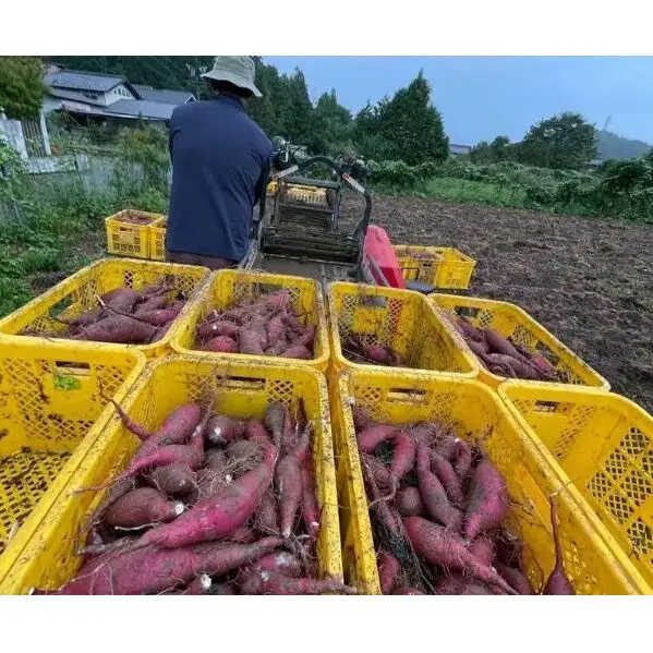 本格 芋焼酎 腰折れ 36度 700ml×1本 瓶 山口智充 ぐっさん ラベル 直筆 化粧箱入り 焼酎 芋焼酎 芋 紅はるか お酒 酒 アルコール 黒麹 晩酌 糖質ゼロ プリン体ゼロ こしおれ お取り寄せ 送料無料 紫屋 岐阜県 美濃市