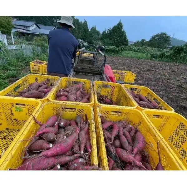 本格 芋焼酎 腰折れ 36度 700ml×2本 セット 瓶 山口智充 ぐっさん ラベル 直筆 化粧箱入り 焼酎 芋焼酎 芋 紅はるか お酒 酒 アルコール 黒麹 晩酌 糖質ゼロ プリン体ゼロ こしおれ お取り寄せ 送料無料 紫屋 岐阜県 美濃市