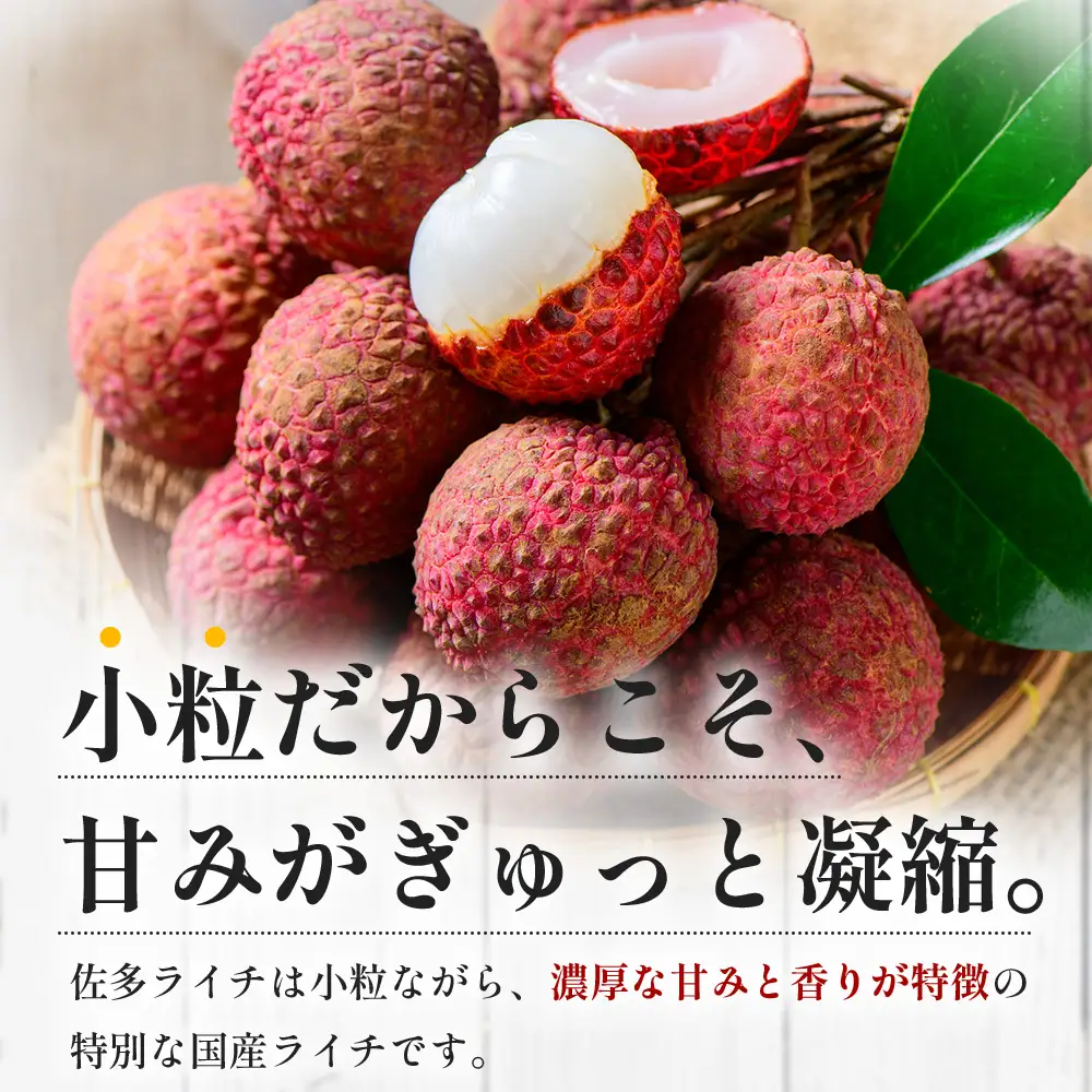 【期間限定・数量限定】 2026年7月より順次発送予定 生でお届け 佐多ライチ 約12粒～20粒 SG-1｜生ライチ 産地直送 新鮮 フレッシュライチ 国産ライチ フルーツ 果物 希少 鹿児島県 本土最南端 しげひさ農園