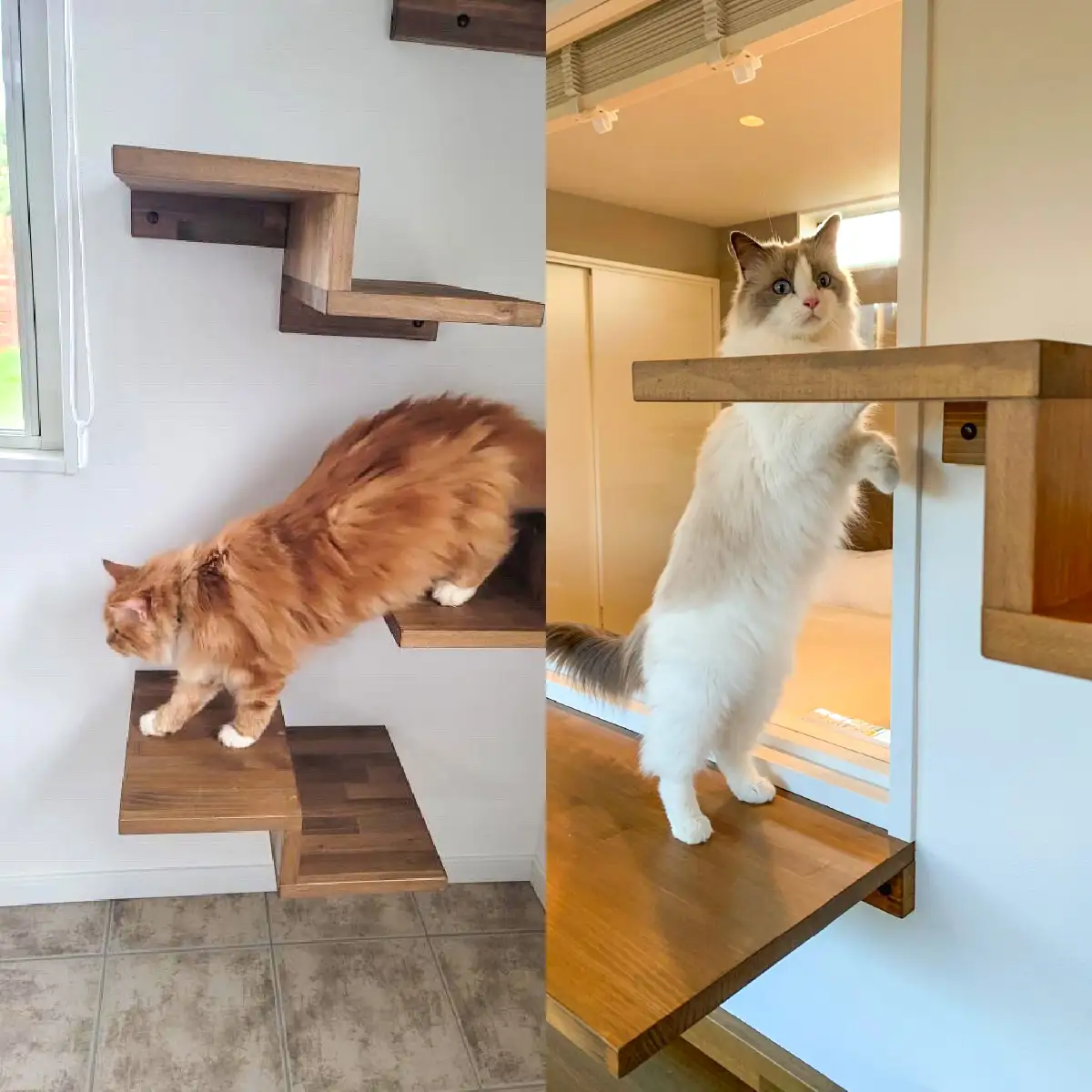 愛猫と泊まる一棟貸しヴィラ「Asovillage NYANYA」1泊宿泊券（1頭・2名様）　SMU037