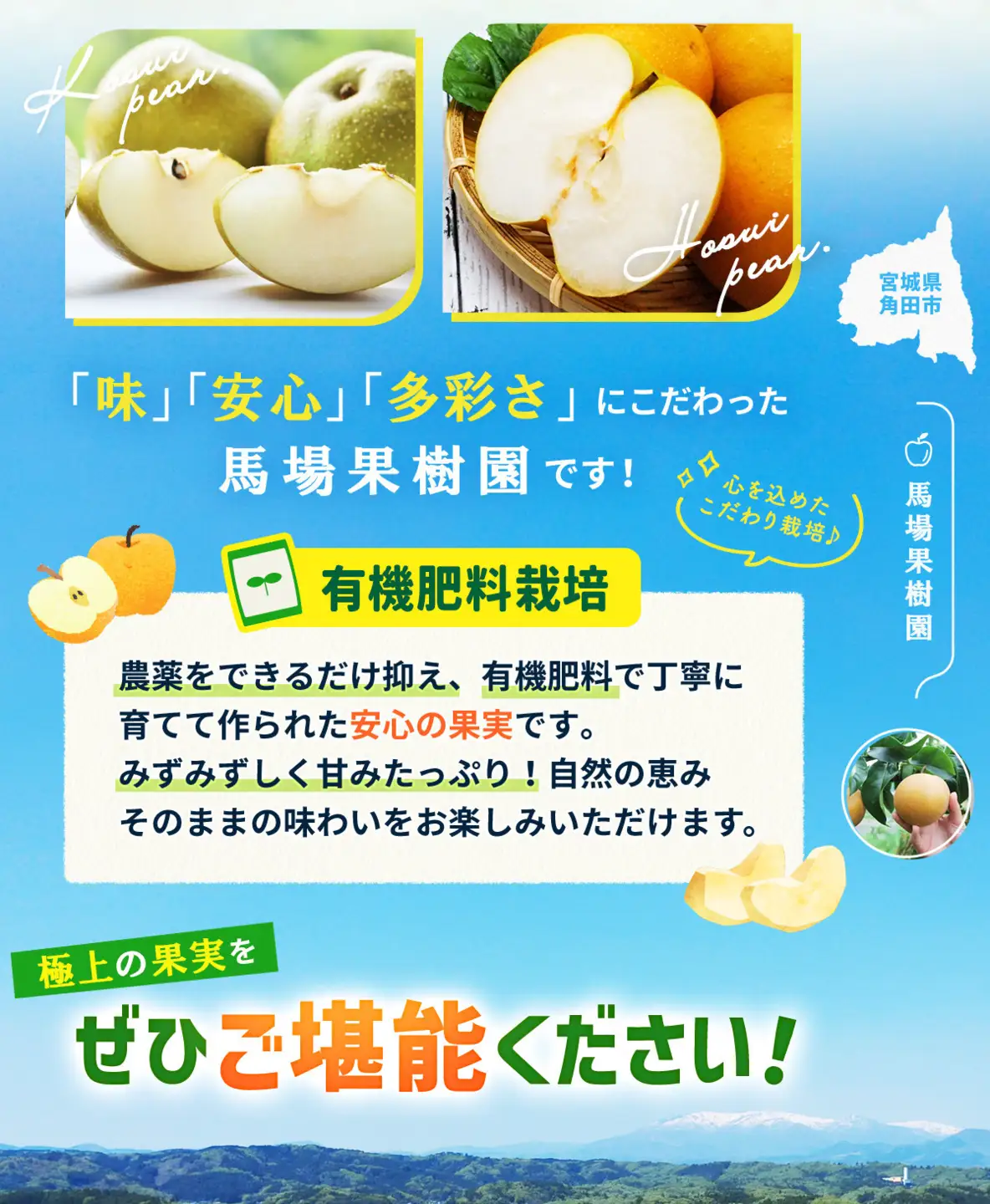 【2026年先行予約／訳あり】【馬場果樹園】品種おまかせ 旬の和梨 約5kg 8月中旬～順次発送