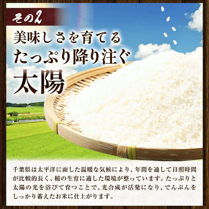 米 精米 千葉めぐみ米 10kg 千葉県産