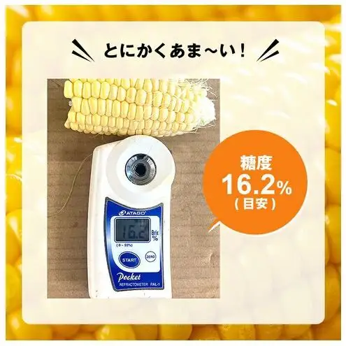 浜松産 スイートコーン ゴールドラッシュ 約5kg 14本～16本入り 1本300g以上 黄色粒 モノカラー種 とうもろこし 静岡 浜松市【配送不可：北海道、沖縄、離島】