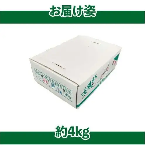 【6月上旬より順次発送】静岡県浜松市産 大梅 約4kg 梅 うめ シロップ 梅酒 粒が大きい 青梅 カリカリ梅 南高梅 静岡 浜松市 