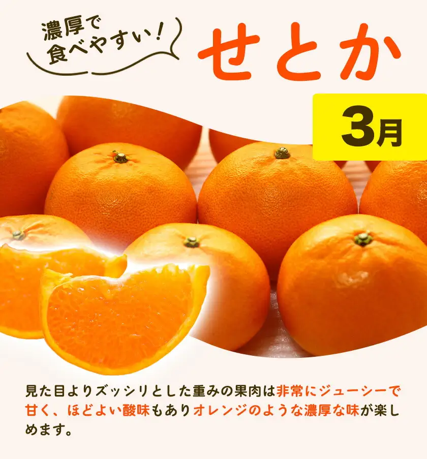 紀州 和歌山産 旬の ご家庭用 柑橘 セット (みかん 不知火 せとか 清見)【全4回】 株式会社魚鶴