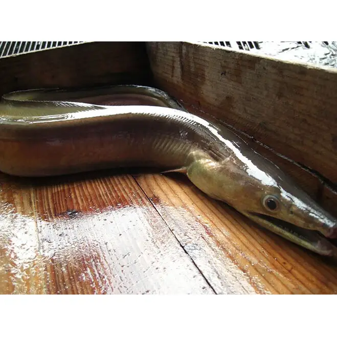 活凍結シリーズ　活凍結 鱧 300g はも ハモ 魚介 海鮮 骨切り フィーレ 急速凍結 鮮度保持 真空パック 便利 ギフト 贈答用 兵庫県 洲本市 淡路島