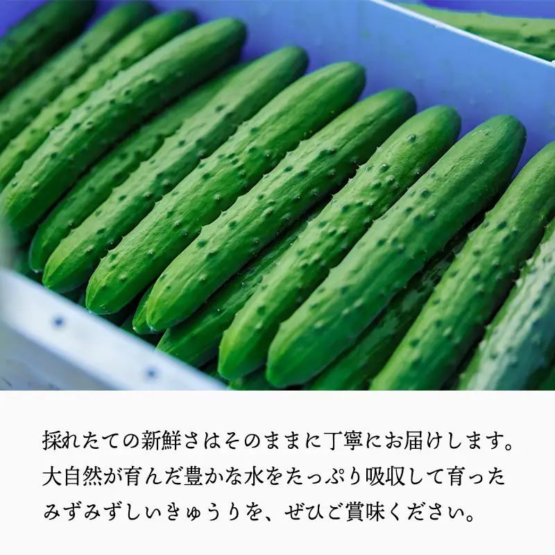 宮崎県高原町産きゅうり2kg（18～20本）　[国産 九州産 サラダ お料理 ワンストップオンライン 10000円以下]  TF0905-P00082