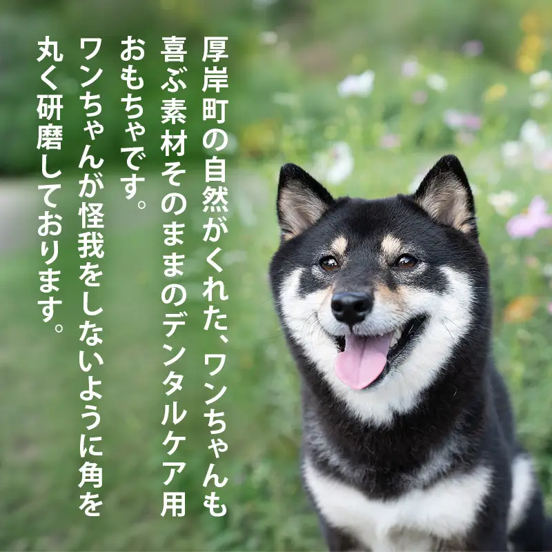 厚岸町産 わんちゃん用 エゾ鹿の角 半割1本 10cm 小型犬用 【deer food】[犬 おもちゃ 犬用ガム ペット用品 鹿角 長持ち デンタルケア ペット ]