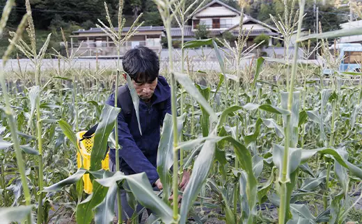 朝採りとうもろこし 10本セット とうきび トウキビ トウモロコシ コーン 野菜 食品 F6L-1413