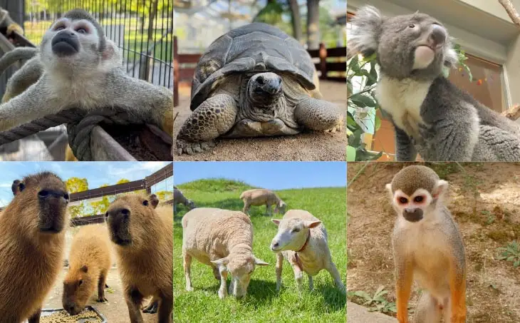 【イングランドの丘】動物サポーター《プレミアムプラン》