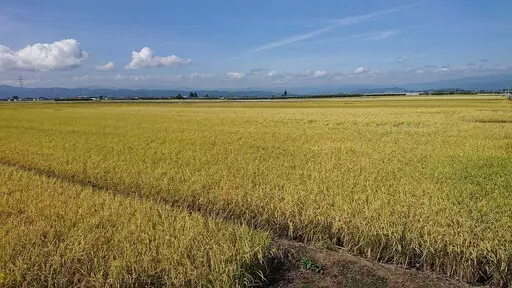 【8月下旬発送】令和7年産 【やわらかく炊ける玄米】つや姫 10kg 米 山形 08-01-215-08C