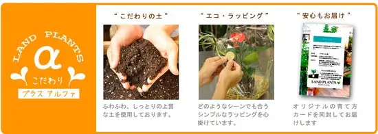 ユーカリ（ポポラス：丸葉） 10号 ぽってり スタイリッシュ 植木鉢 黒色 【ココファイバー・プラ皿・育て方】 プラスチック プラ鉢 鉢 陶器鉢 陶器 ユーカリポポラス ポリアンセモス ポポラスベリー ハートリーフ ブラック 黒 大型 尺 尺鉢