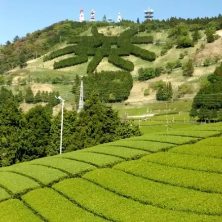 八十八夜摘み 深蒸し掛川茶 ティーバッグ2g×20個入×3袋【配送不可地域：離島・沖縄県】【1739678】