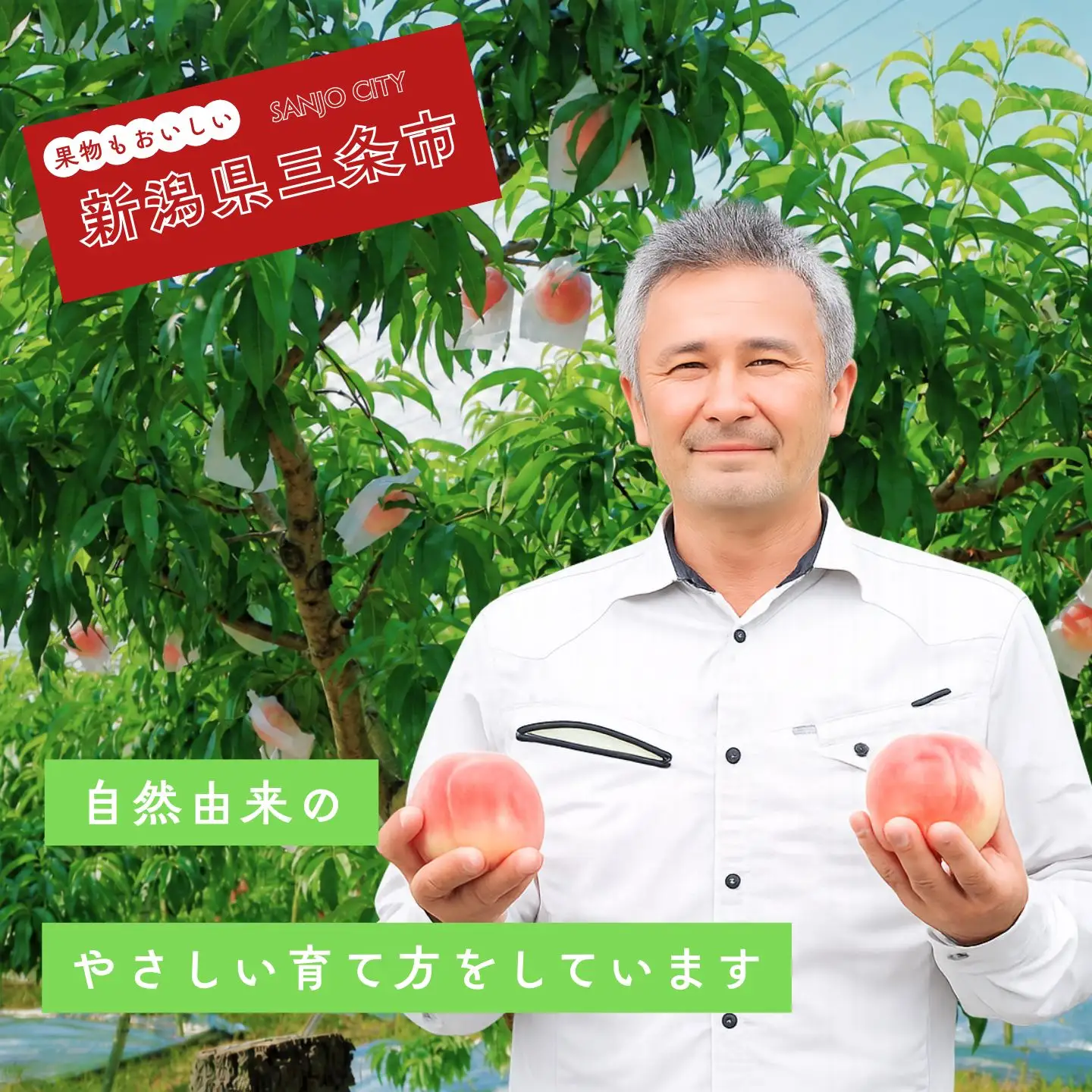 先行予約 桃 約1kg [2026年発送分] 大玉３個 令和8年産桃 もも モモ 石田フルーツガーデン